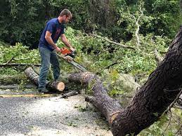 How Our Tree Care Process Works  in  West Carrollton, OH