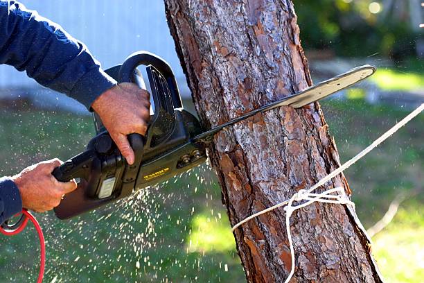 Best Tree Trimming and Pruning  in West Carrollton, OH