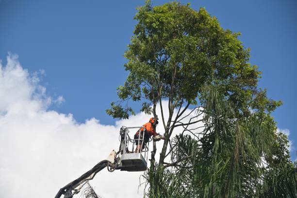 Best Tree Removal  in West Carrollton, OH