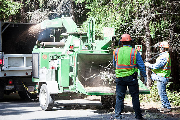 Reliable West Carrollton, OH Tree Care Solutions