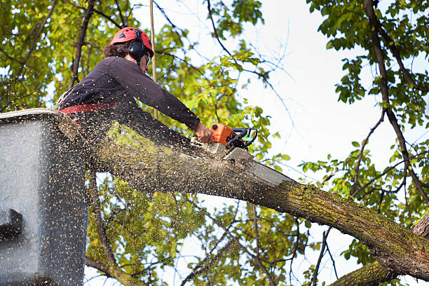 Best Root Management and Removal  in West Carrollton, OH